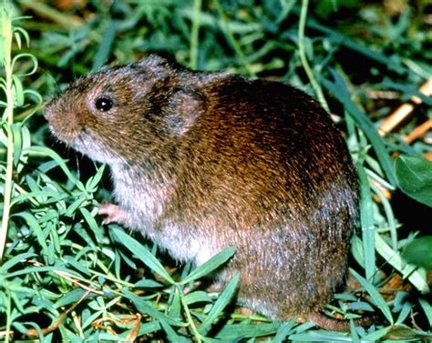 voles in idaho|Meadow Vole (Microtus pennsylvanicus) 